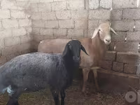 Berbec, Arashan sheep — foto 3