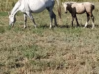 فرس, Percheron — الصورة 1