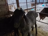 Berbec, Blackheaded Persian sheep — foto 4