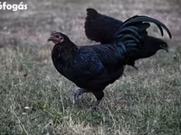 Australorp — foto 4