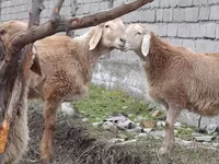 Beran, Arashan sheep — foto 5