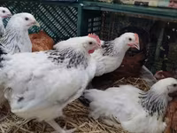 Chickens — fotografija 4