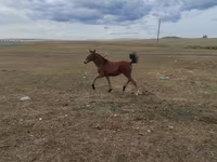 ሴት ፈረስ, Horses — ፎቶ 1