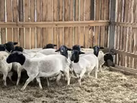 แกะตัวผู้, Dorper sheep — รูปภาพ 6