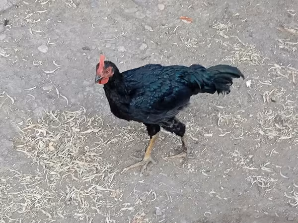 Chickens