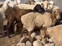 Schaf, Arashan sheep — Foto 3