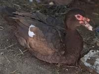 Ducks — φωτογραφία 7