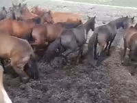 ሴት ፈረስ, Kyrgyz Horse — ፎቶ 2