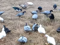 Ducks — รูปภาพ 3