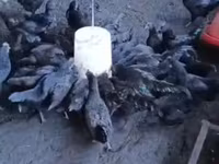 Chickens — foto 1