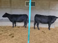 Krowa, Aberdeńsko-anguska — zdjęcie 1
