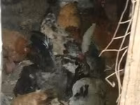 Chickens — Foto 2