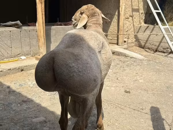 Ram, Arashan sheep — Kyrgyzstan