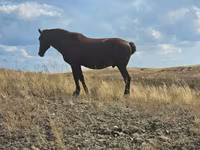 ม้าตัวเมีย, Kazakh horse — รูปภาพ 2