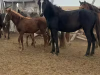 ม้าตัวเมีย, Horse breed — รูปภาพ 2