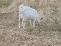 Коза, Saanen goat — снимка 1