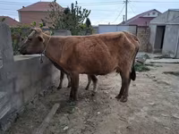 ძროხა, მსხვილფეხა რქოსანი — ფოტო 4