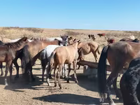 Cal, Mugalzhar horse — foto 3