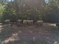 Овца, Racka sheep — снимка 7