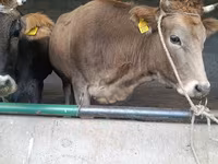Tehén, Swiss cattle — 3. fotó