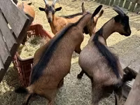 Kambing jantan, Alpine goat — foto 2
