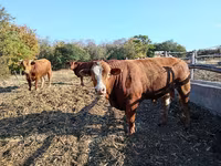 Lembu jantan, Simmental cattle — foto 1