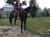ঘোড়া, Thoroughbred horse — ছবি 1