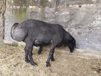 قوچ, Hissar sheep — عکس 2