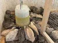 Quails — foto 2