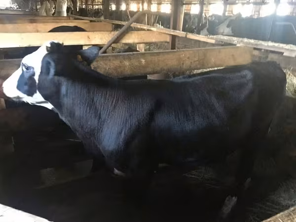 Kuh, Yaroslavl cattle