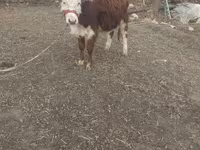 گاو نر, Simmental cattle — عکس 4