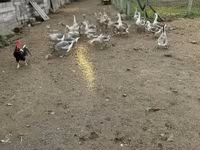Geese — акс 4