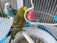 2 ədəd papuqay SATILIR! Quşlar (mavi və yaşıl) aktiv və sağlamdırlar — foto 5