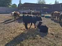 Lembu jantan, Cattle — foto 8