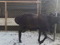 Widder, Hissar sheep — Foto 5