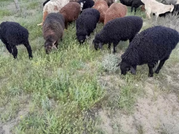 Domba jantan, Sheep