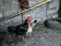 Chickens — รูปภาพ 2