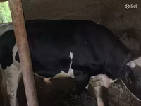 सांड, Russian Black pied cattle — फ़ोटो 6