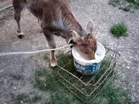 วัวตัวเมีย, วัว — รูปภาพ 2
