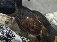 ไก่ชาโม — รูปภาพ 6