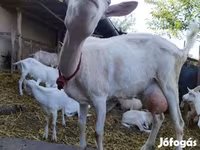 Koza, Saanen goat — foto 1