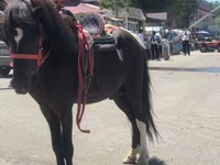 Hingst, Shetland Pony — foto 5