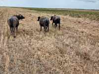 母牛, African Buffalo — 照片 4