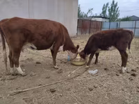 بقرة, Latvian Blue cattle — الصورة 1