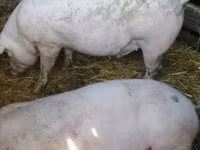 Гахай (бүлэг, хүйс заагаагүй), Крупная белая — 1 зураг
