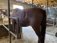 Jument, Kyrgyz Horse — photo 3