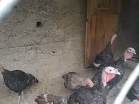 Turkeys — foto 2