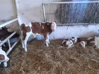 Bulle, Simmental cattle — Foto 1