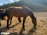 فرس, Nonius horse — الصورة 4