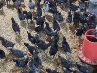 Chickens — photo 3
